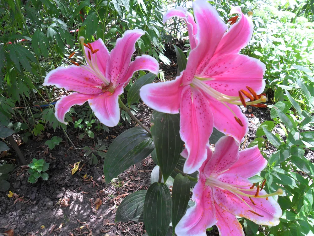 Лилия Pink County