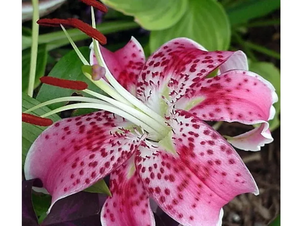 Лилия speciosum rubrum