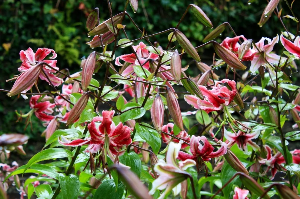 Лилия speciosum rubrum