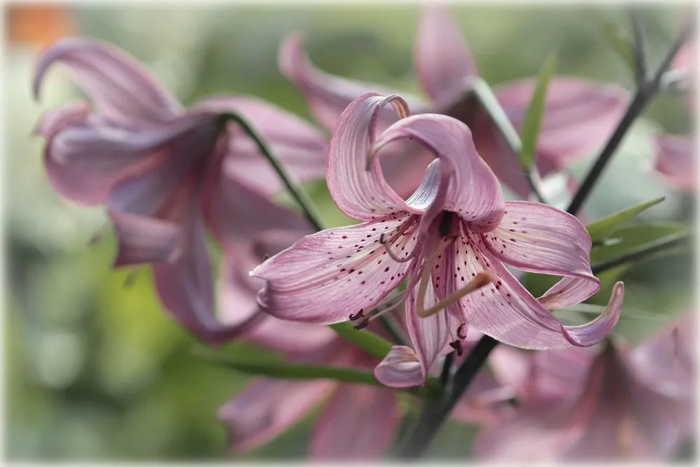 Лилия speciosum rubrum