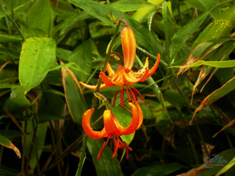 Лилия speciosum rubrum