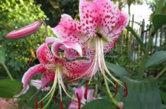 Лилия speciosum rubrum