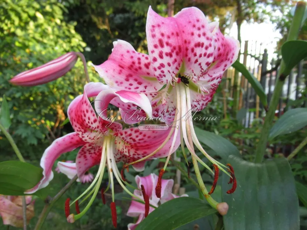 Лилия speciosum rubrum