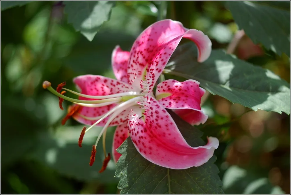 Лилия speciosum rubrum