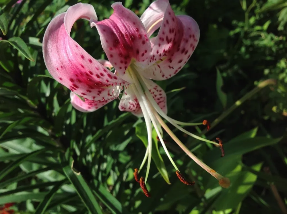 Лилия speciosum rubrum