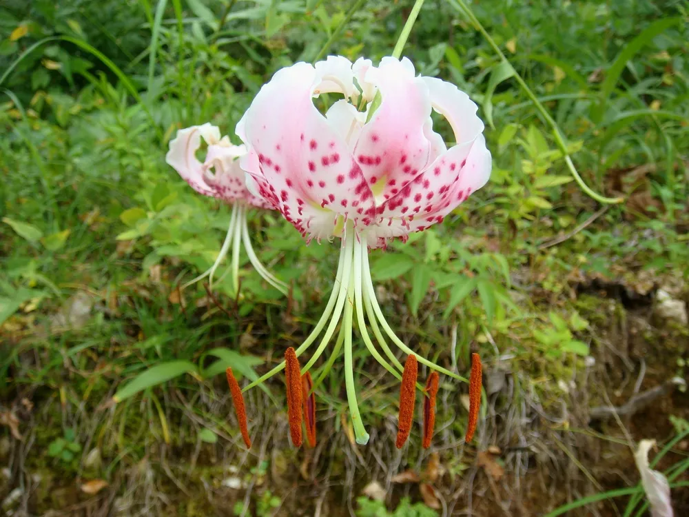 Лилия speciosum rubrum