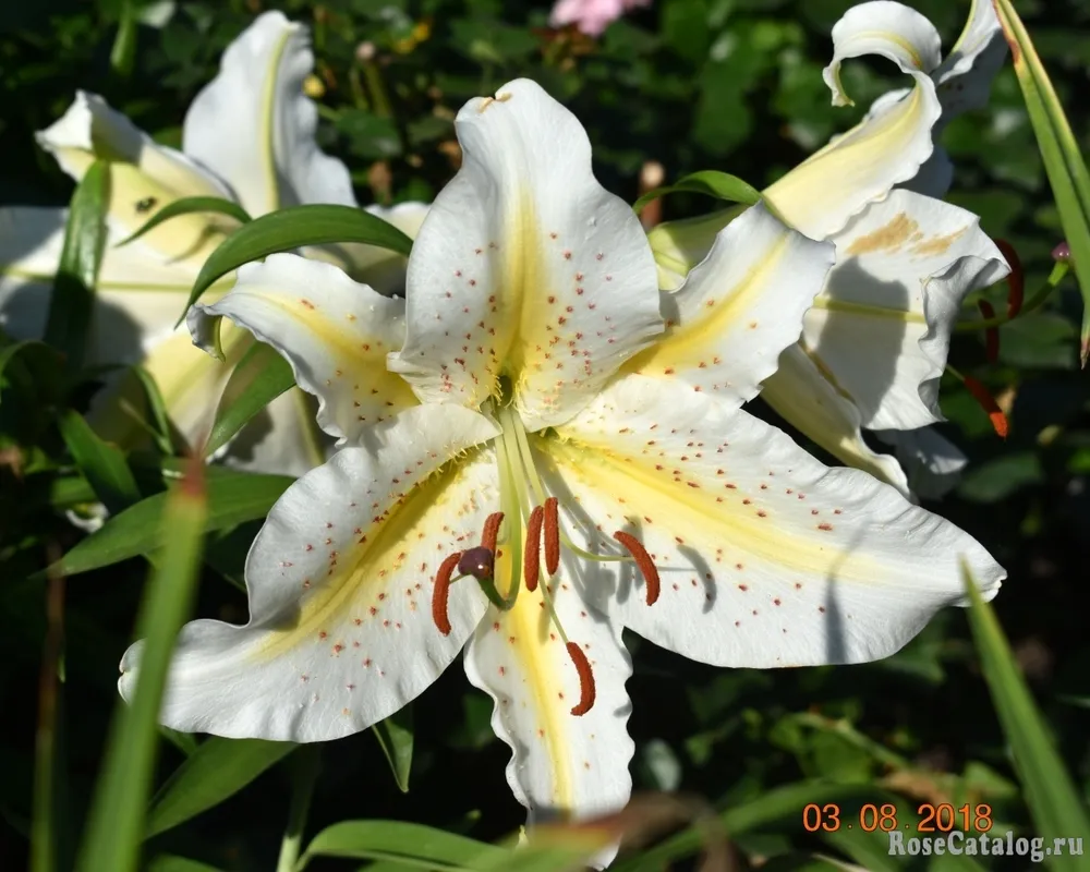 Лилия золотистая Lilium auratum