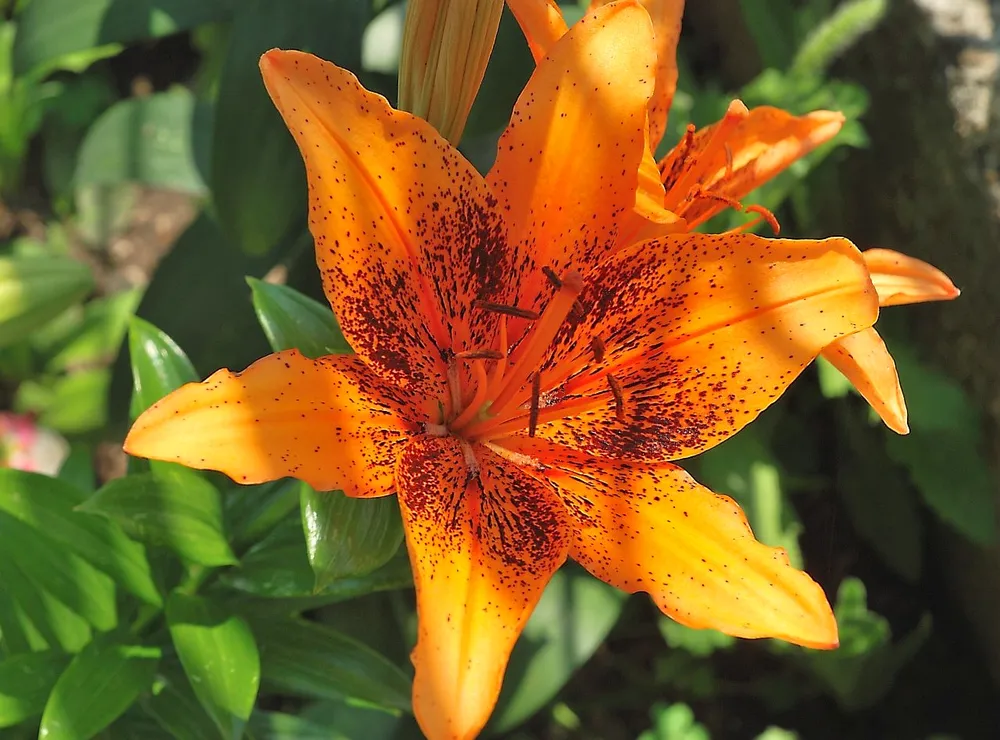 Lilium Kentucky Лилия Кентукки