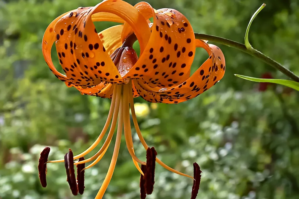 Lilium lancifolium