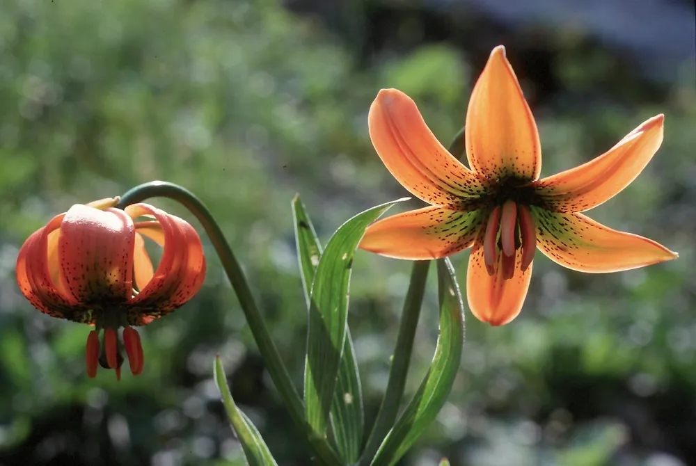 Lilium lancifolium