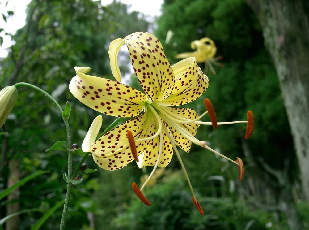 Lilium lancifolium