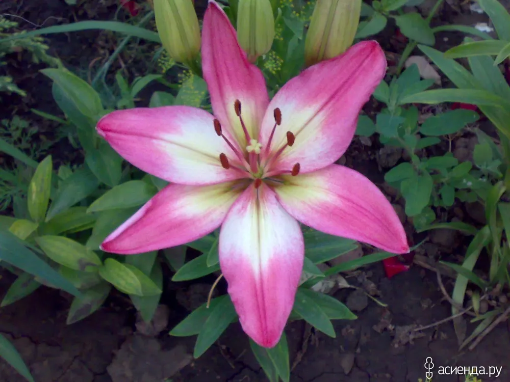 Lilium Levi Asiatic