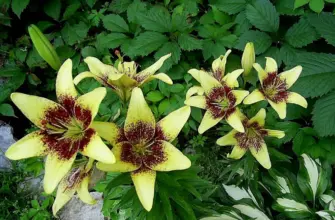 Lilium monadelphum