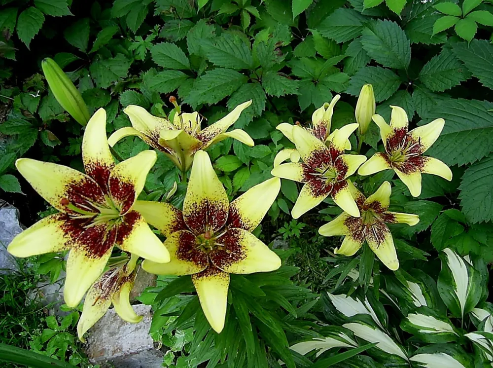 Lilium monadelphum