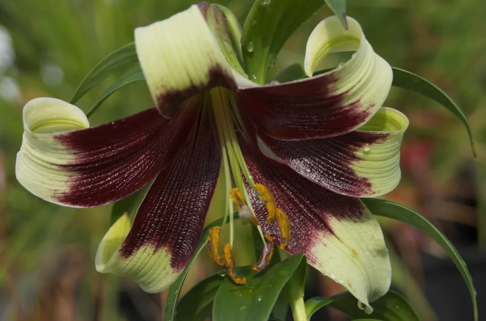 Lilium nepalense