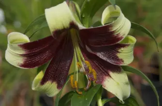 Lilium nepalense