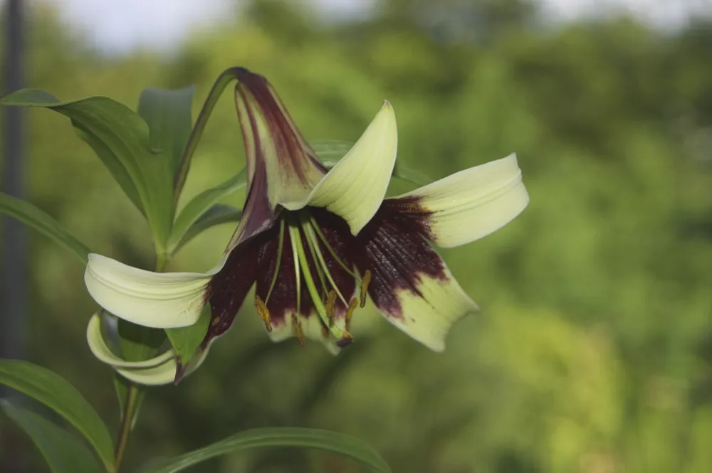 Lilium nepalense