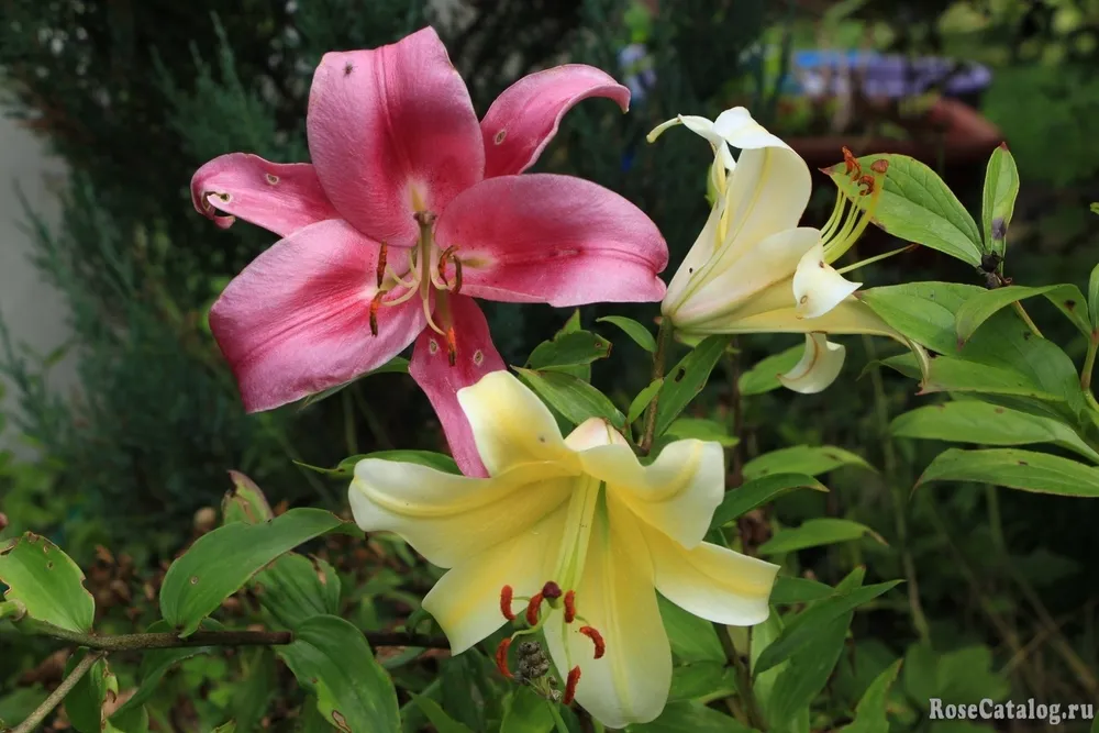 Lilium Robina Лилия Робина Lilium Robina