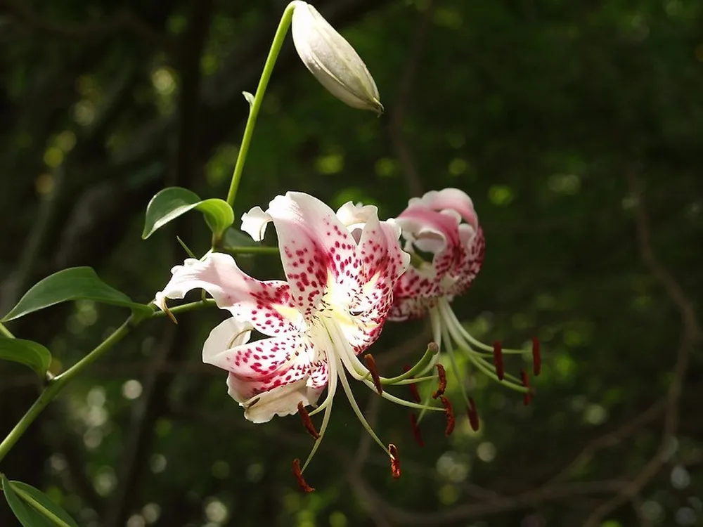 Lilium speciosum