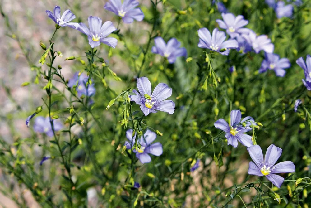 Linum lewisii