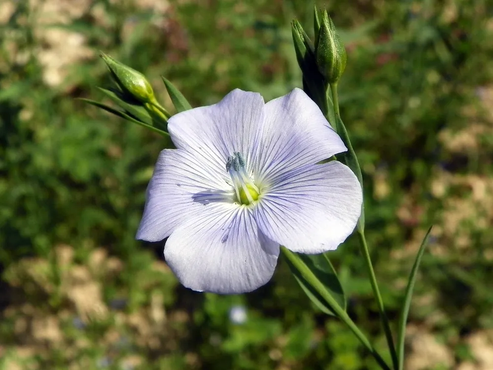 Linum usitatissimum