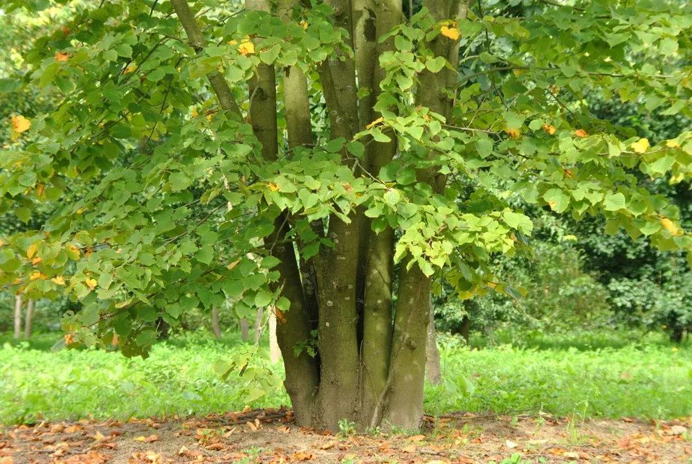 Липа европейская Паллида Tilia europaea pallida