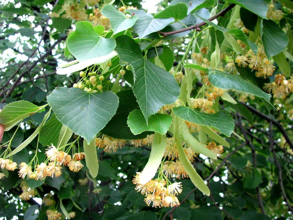 Липа крупнолистная Tilia platyphyllos