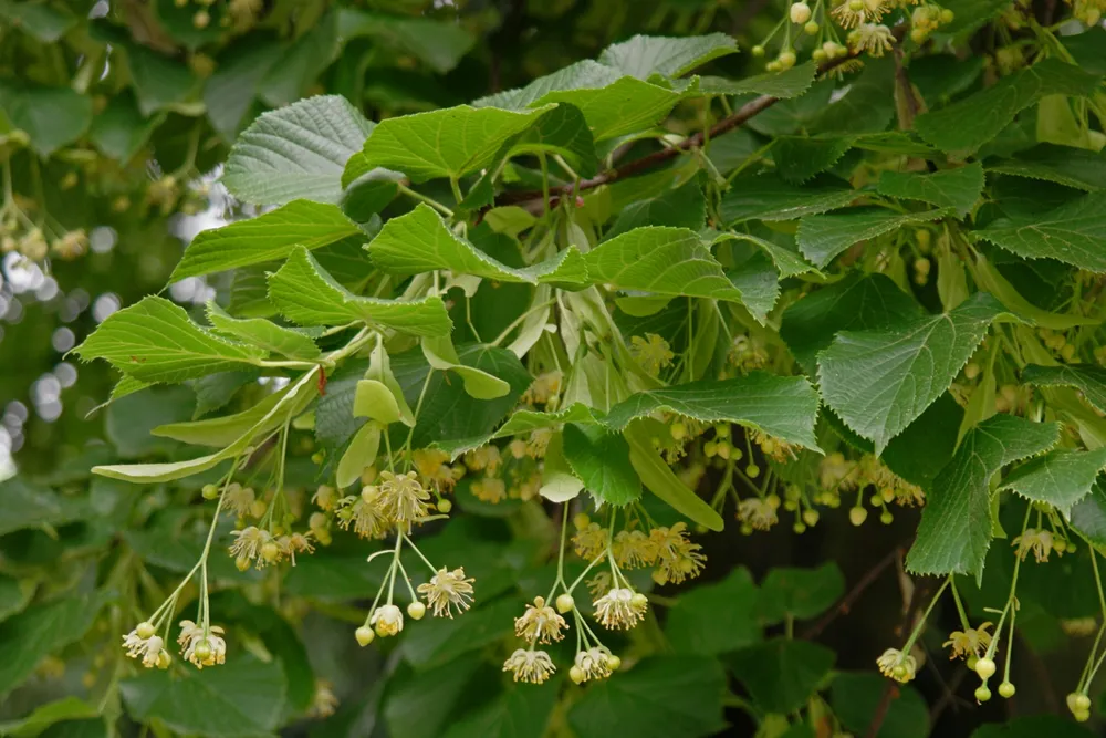 Липа сердцевидная Tilia cordata