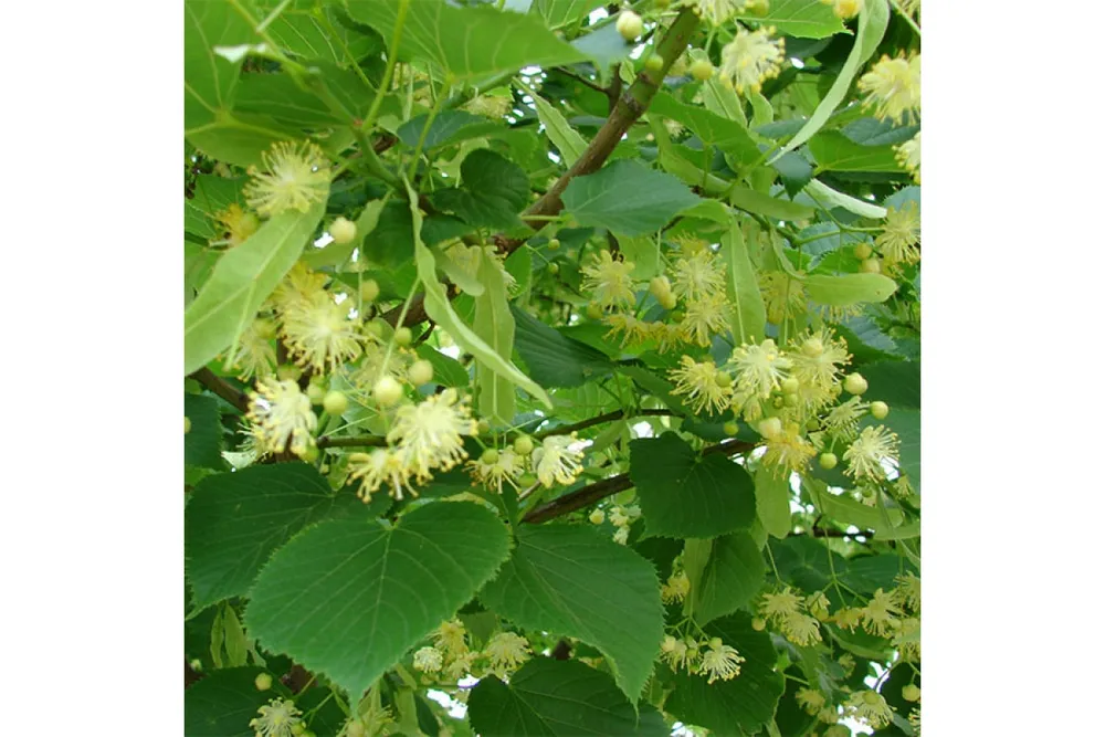 Липа Tilia platyphyllos