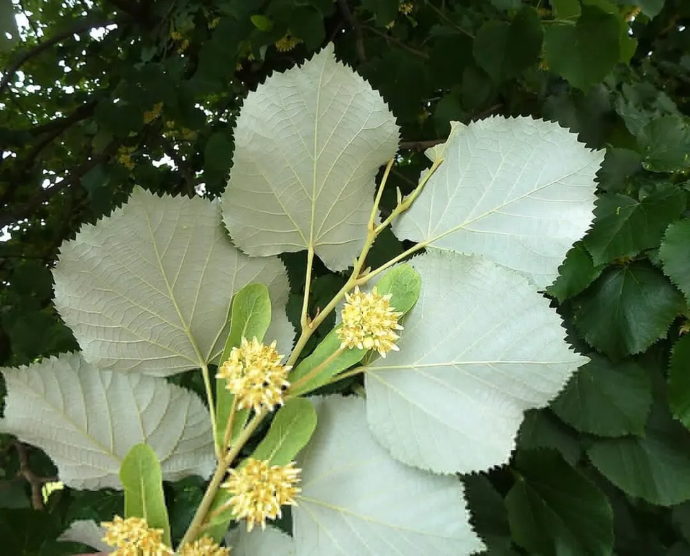 Липа войлочная Tilia tomentosa