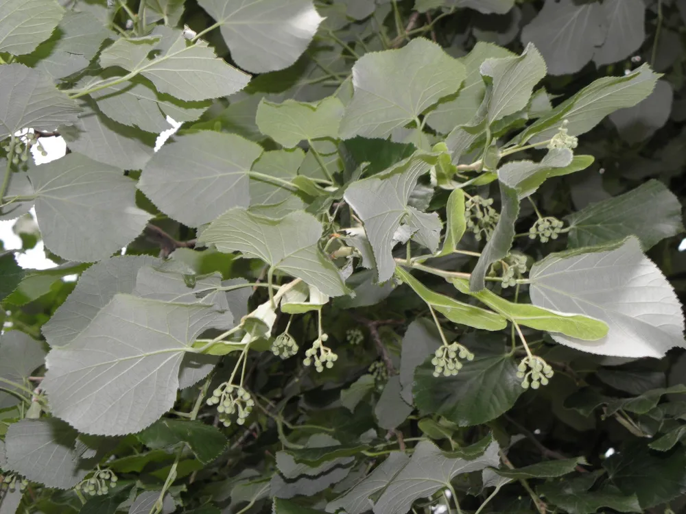 Липа войлочная Tilia tomentosa