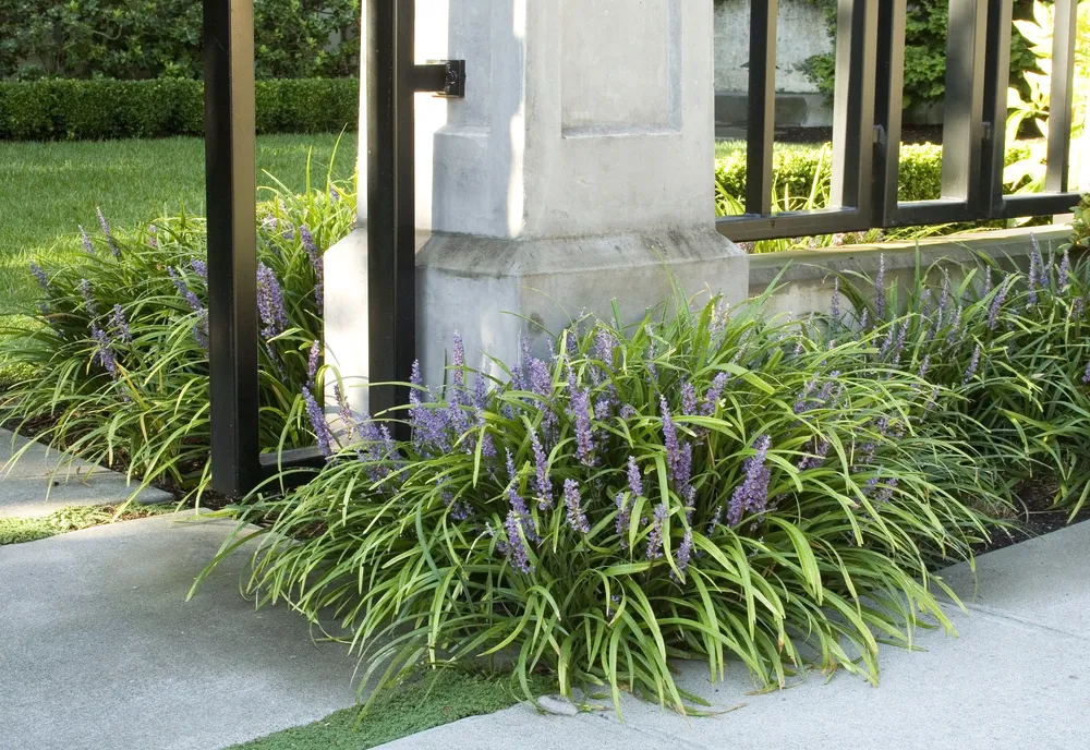 Liriope Muscari