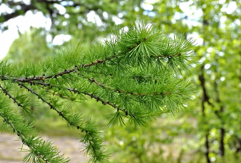 Лиственница американская