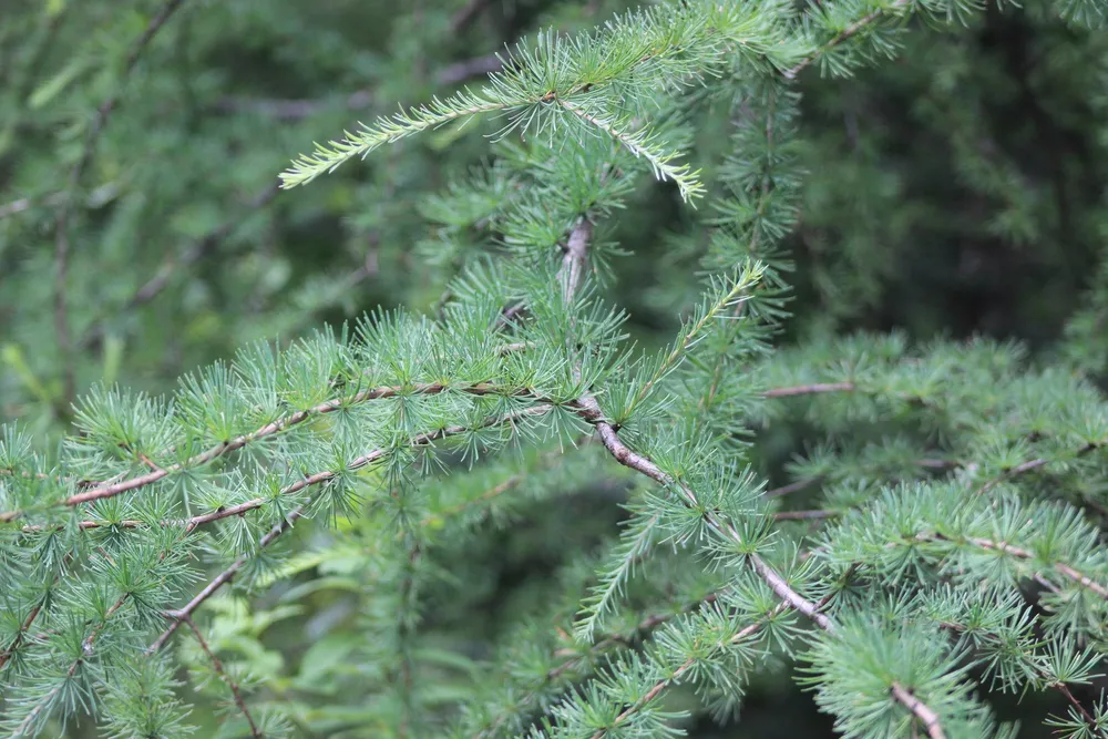 Лиственница американская Larix laricina