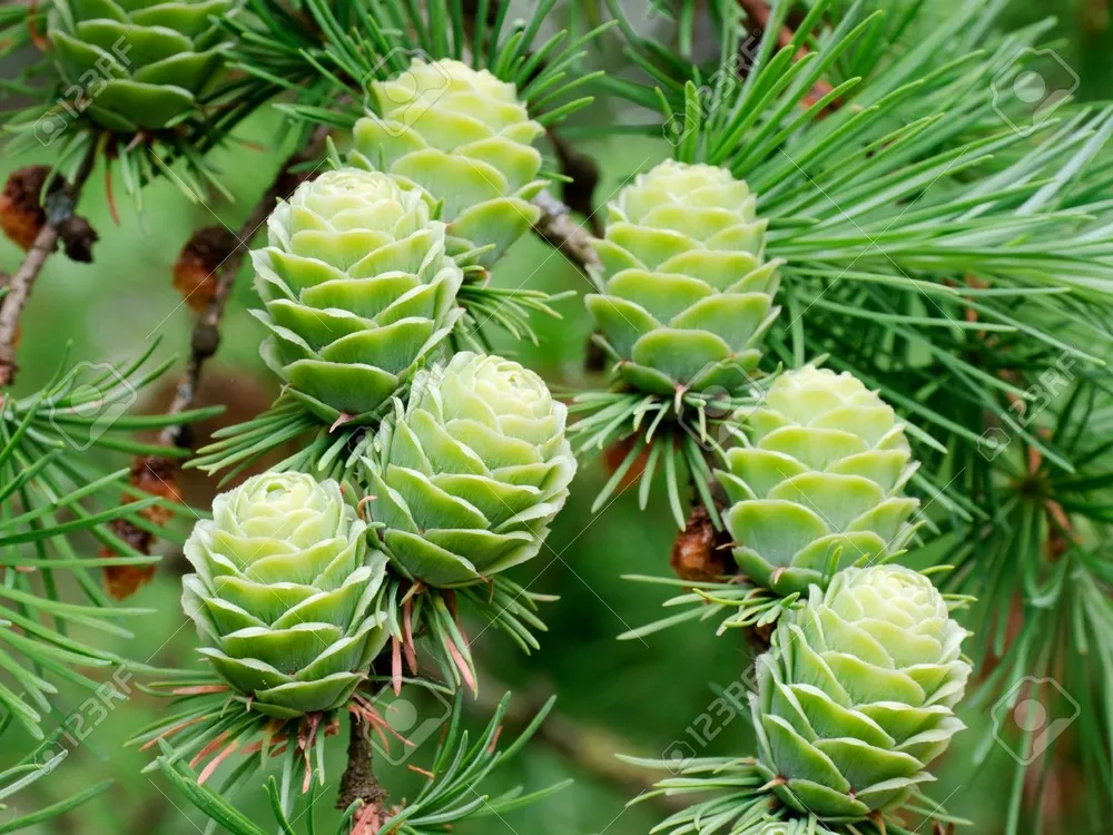 Лиственница европейская Larix decidua