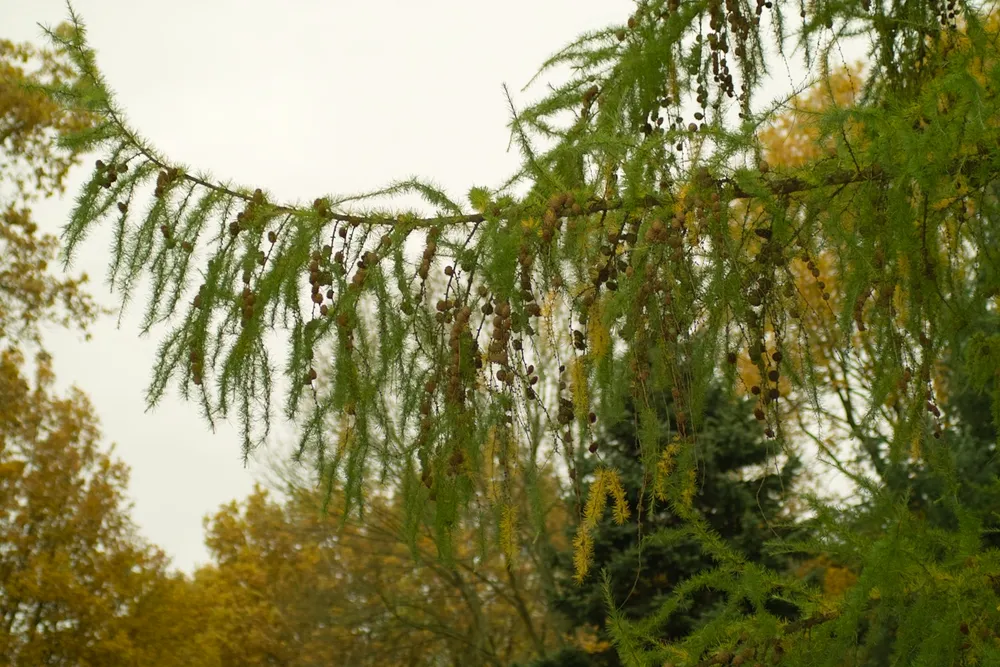 Лиственница европейская Larix decidua