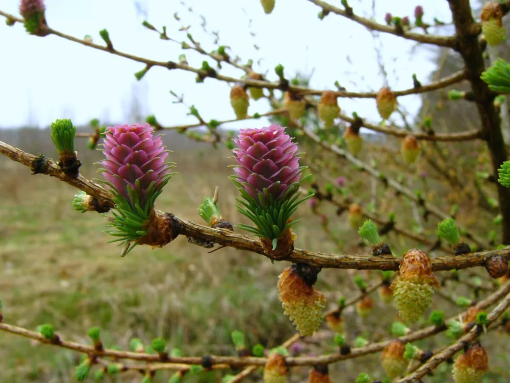 Лиственница европейская Larix decidua