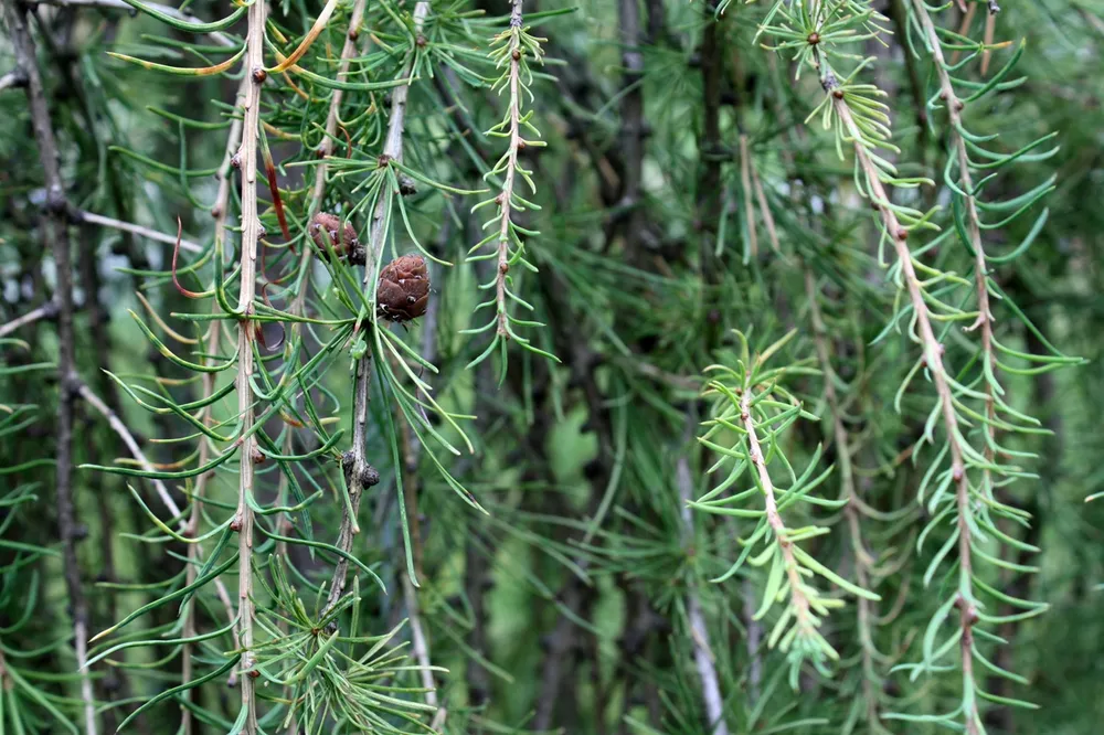 Лиственница европейская repens