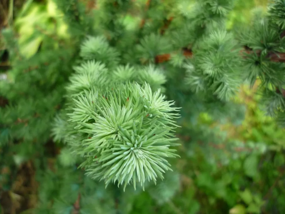 Лиственница японская Larix kaempferi Grey Pearl