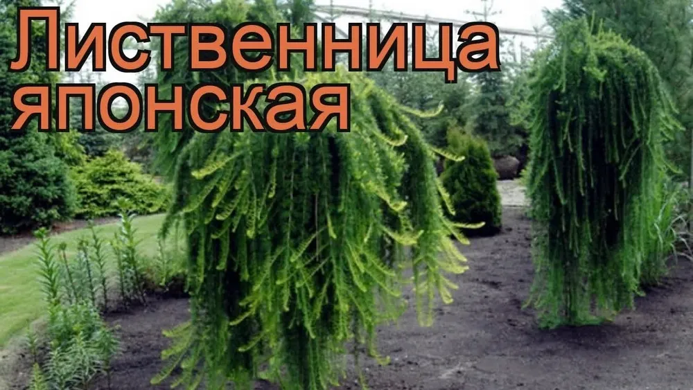 Лиственница японская Пендула Larix kaempferi pendula