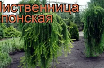 Лиственница японская Пендула Larix kaempferi pendula