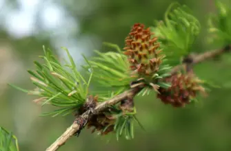 Лиственница Сибирская Larix sibirica