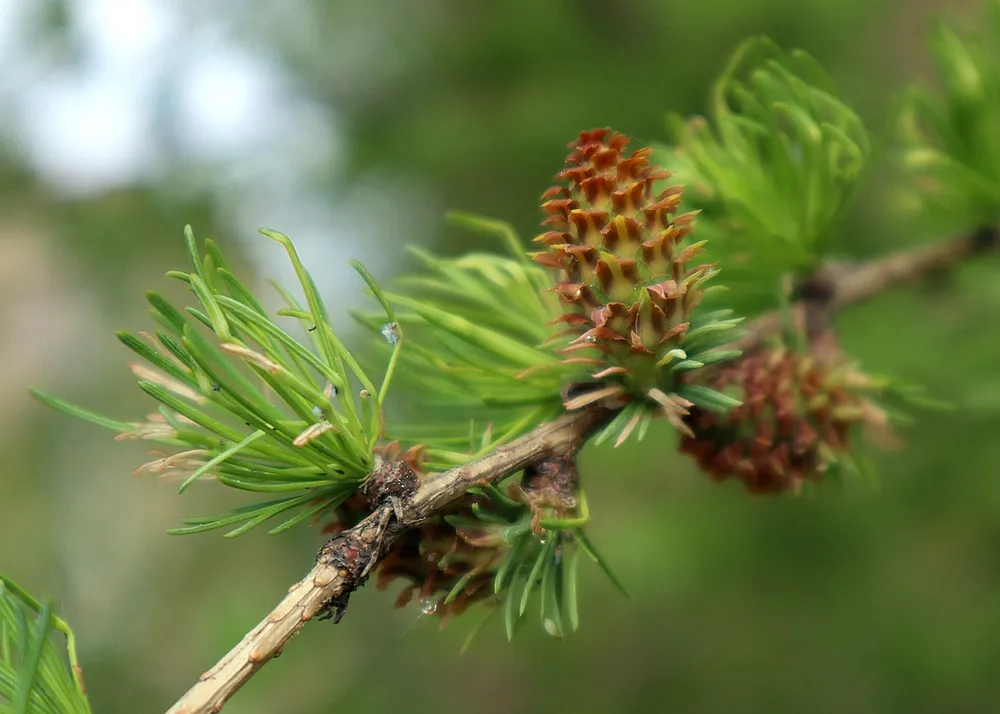 Лиственница Сибирская Larix sibirica