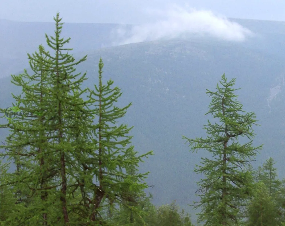 Лиственница Сибирская Larix sibirica