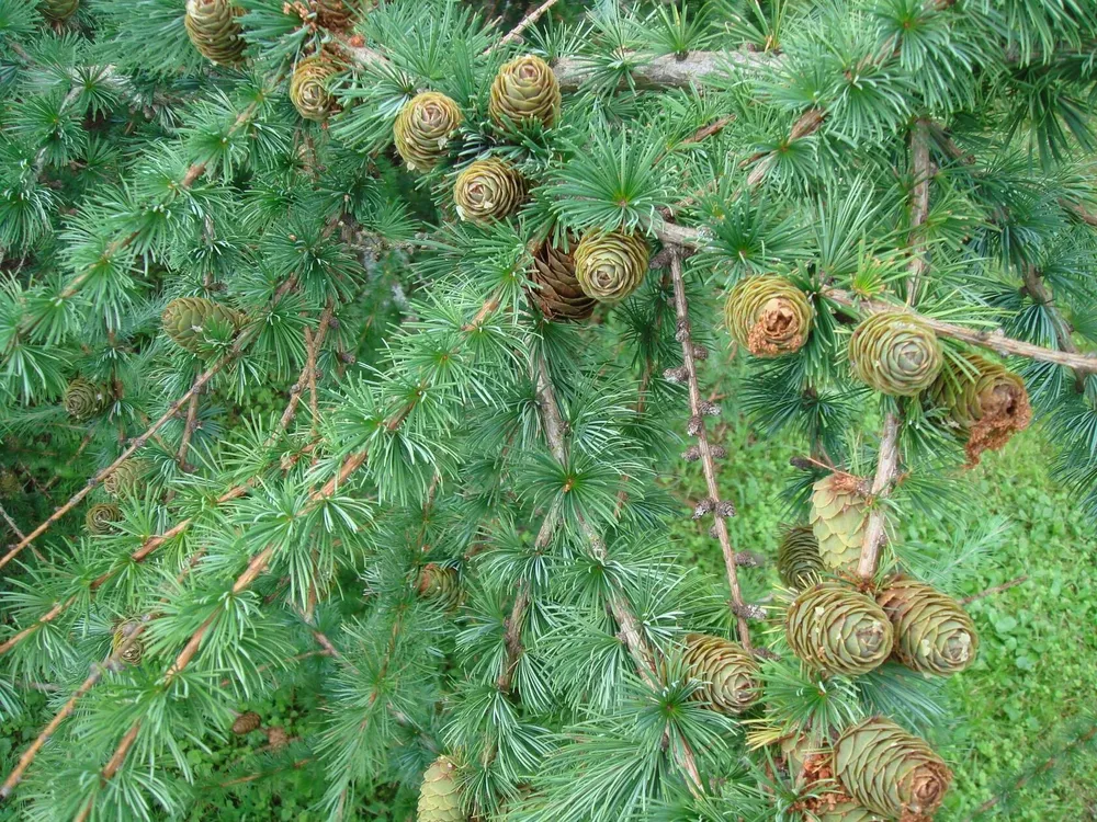 Лиственница Сибирская Larix sibirica