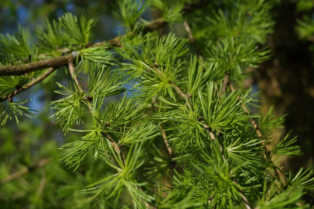 Лиственница Сукачева Larix sukaczewii