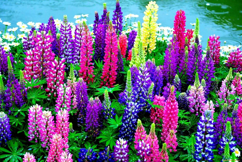 Люпины Lupinus