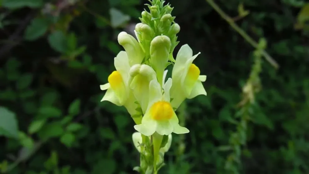 Льнянка обыкновенная Linaria vulgaris