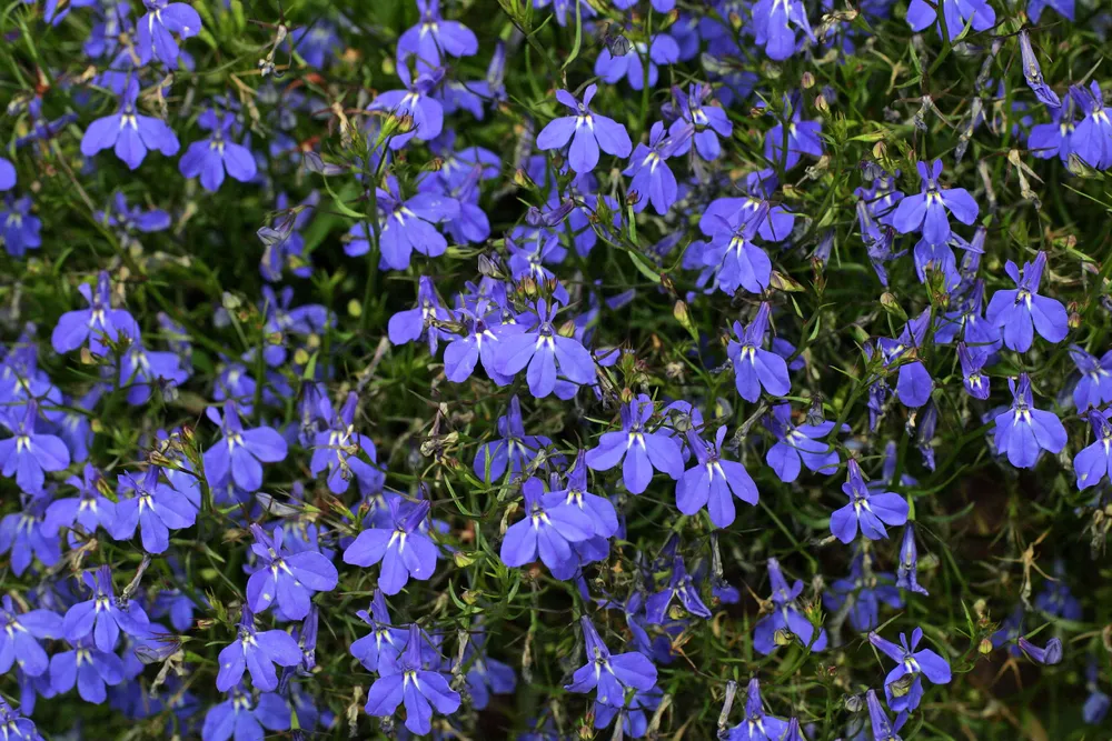 Lobelia erinus