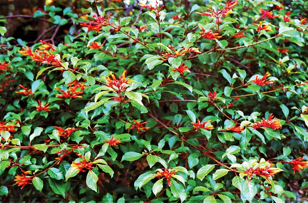 Lonicera caprifolium